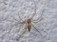 Oxyopes kraepelinorum