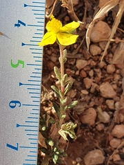 Fumana thymifolia