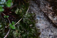 Hymenophyllum wilsonii