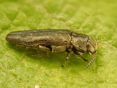 Agrilus laticornis