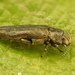 Agrilus laticornis - Photo (c) AWI i Pr., some rights reserved (CC BY-NC), uploaded by AWI i Pr.