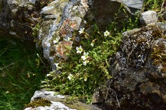 Saxifraga hypnoides