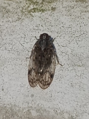 Melanoliarus placitus