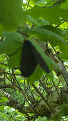 Ctenucha virginica