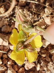 Fumana thymifolia