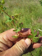 Geranium texanum