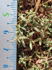 Fumana thymifolia