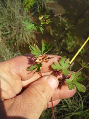 Geranium texanum