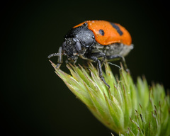 Clytra quadripunctata