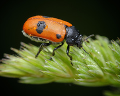 Clytra quadripunctata