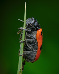 Clytra quadripunctata