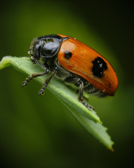 Clytra quadripunctata