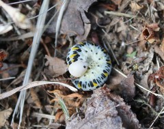 Cimbex quadrimaculatus
