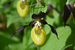 Cypripedium calceolus