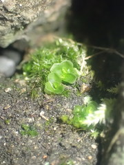 Oedipodium griffithianum