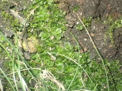 Oedipodium griffithianum