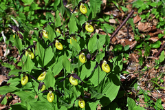 Cypripedium calceolus