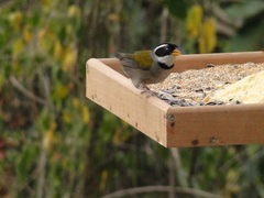 Arremon flavirostris