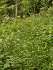 Carex leersii