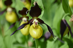 Cypripedium calceolus