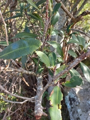 Olea capensis