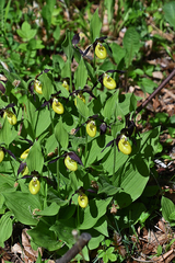 Cypripedium calceolus