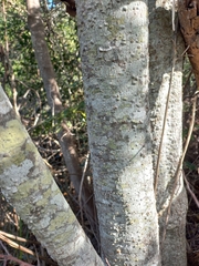 Olea capensis