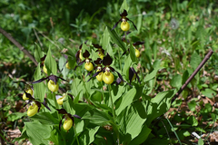 Cypripedium calceolus