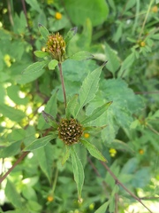 Bidens frondosa