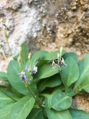 Primula pauciflora zionensis