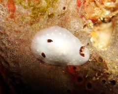 Cadlina pellucida