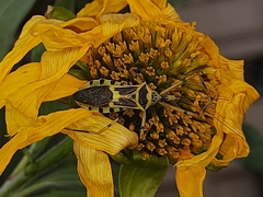 Armillatus