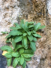 Primula pauciflora zionensis