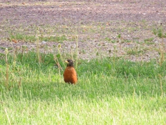 Turdus migratorius image