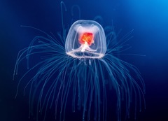 Turritopsis rubra