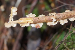 Marasmiellus affixus