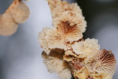 Marasmiellus affixus