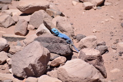 Pseudotrapelus sinaitus