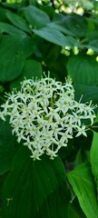 Cornus sanguinea