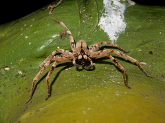 Heteropoda pingtungensis