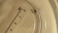 Heterogaster urticae