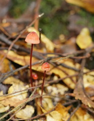 Mycena toyerlaricola