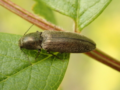 Cidnopus aeruginosus