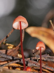 Mycena toyerlaricola