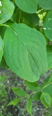 Cornus sanguinea