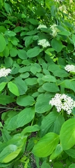 Cornus sanguinea