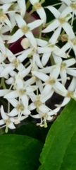 Cornus sanguinea