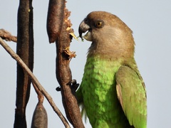 Poicephalus cryptoxanthus cryptoxanthus