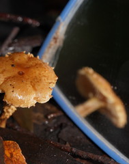 Pholiota squarrosipes