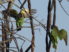 Poicephalus cryptoxanthus cryptoxanthus
